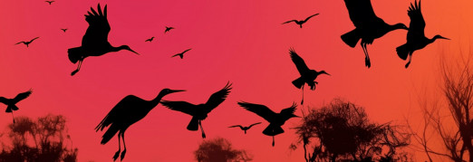 Концерт «Оркестр орган шоу: Шедевры Поля Мориа, Джеймса Ласта, Стинга, Эннио Морриконе»